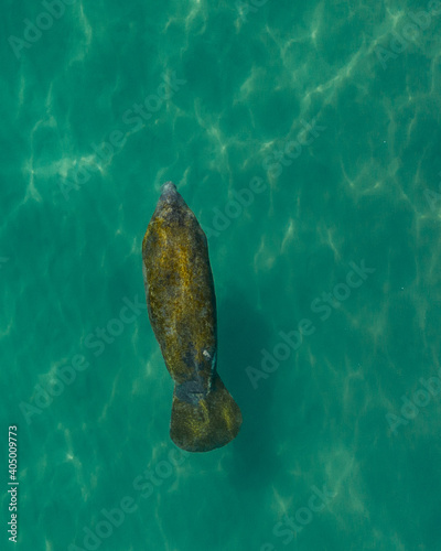 Manatee swims along the coast