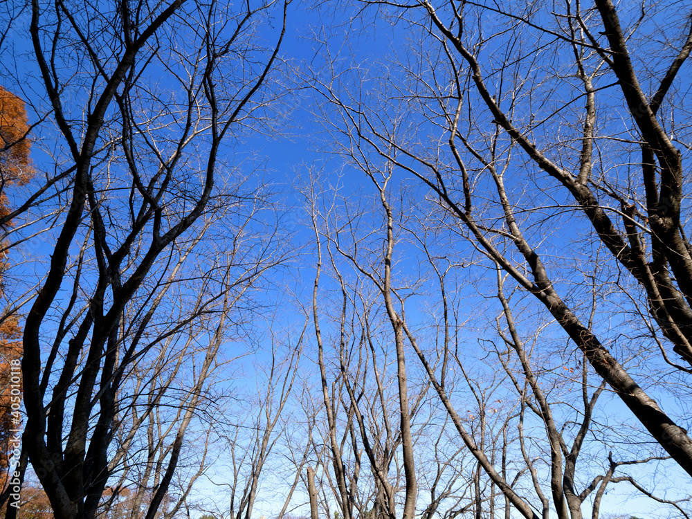 冬枯れの桜並木 冬枯れの桜並木