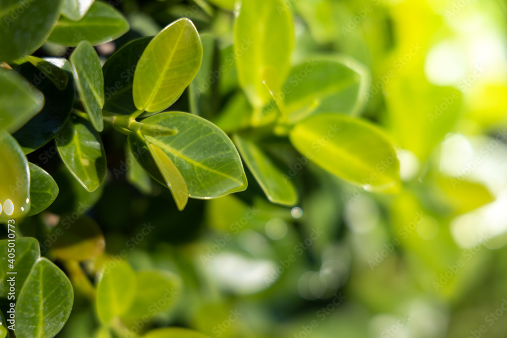Close Up green leaf under sunlight in the garden. Natural background with copy space. Close Up green leaf under sunlight in the garden. Natural background with copy space.