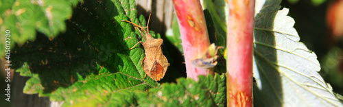 Coreus marginatus. Dock Bug. Stink bug on raspberries leaves photo