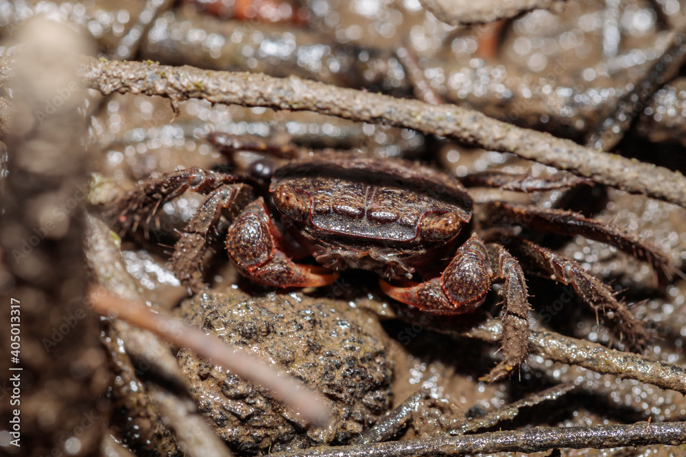 Grapsid Crab, Clyde River, NSW, January 2021