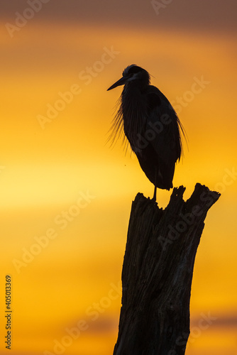 Portrait of coastal great blue heron silhouetted on tree trunk at sunset or sunrise with golden yellow sky background