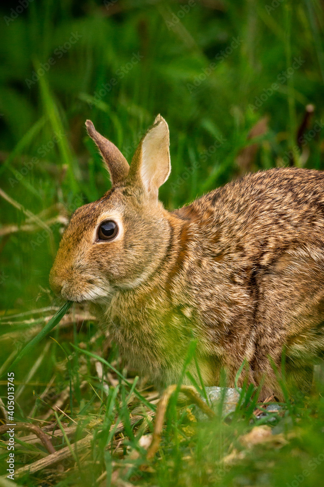 Cute portrait of a bunny rabbit in a field of grass looking at camera with ears up
Cute portrait of a bunny rabbit in a field of grass looking at camera with ears up
