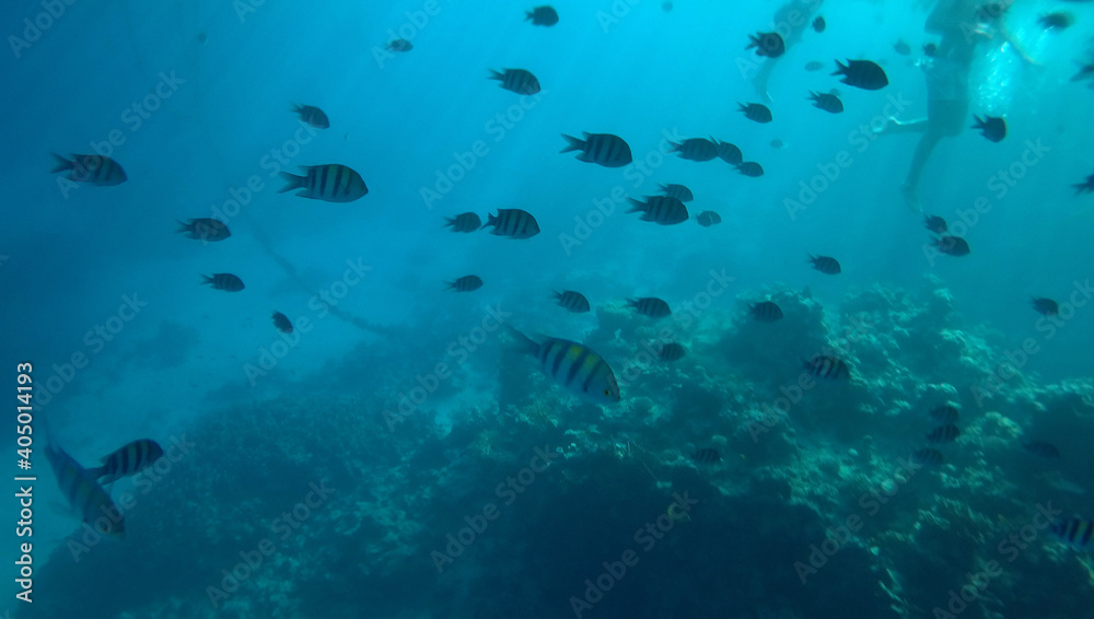 Fototapeta premium Tropical coral reef. Ecosystem and environment. Egypt. Near Sharm El Sheikh
