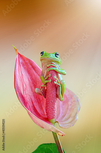 Frog On Leaves photo