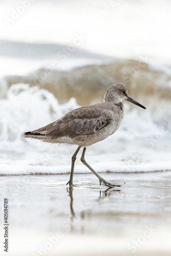 Shorebird with long beak foraging for food at sandy ocean beach with waves in background - Santa Barbara, California