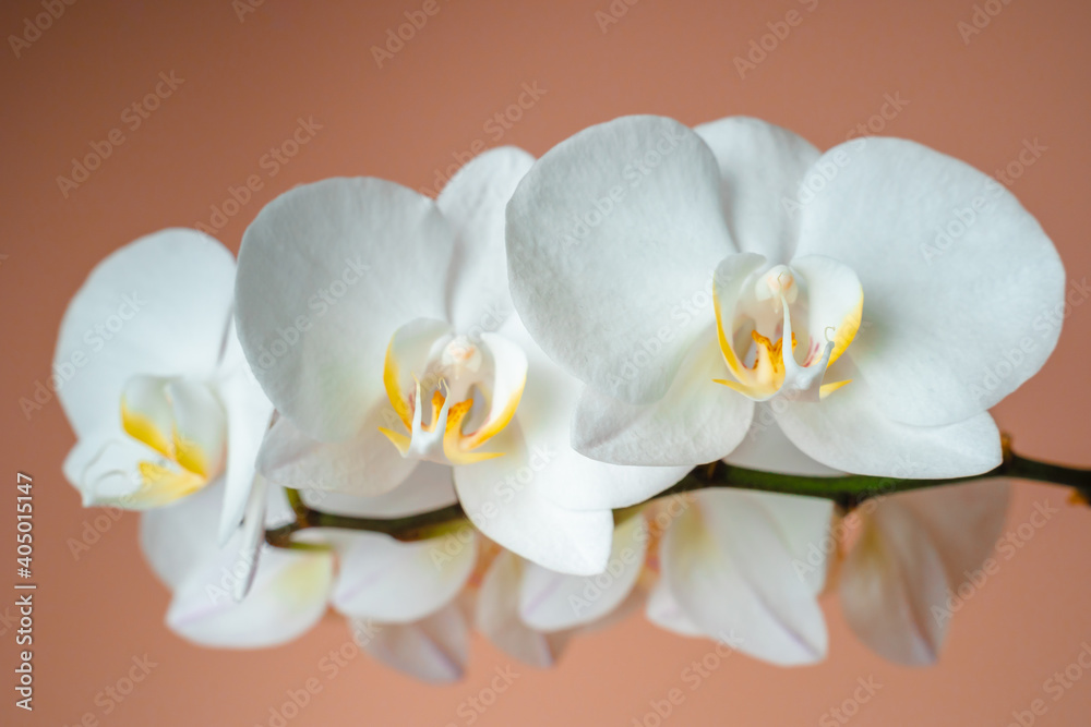 White phalaenopsis orchid on a beige background. Flowers close up White phalaenopsis orchid on a beige background. Flowers close up