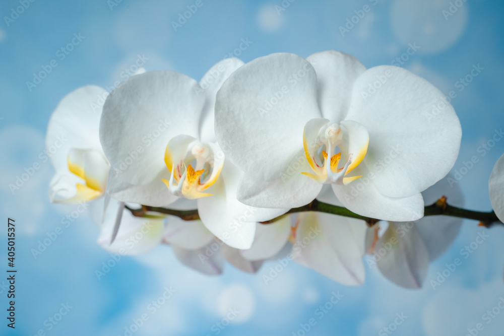 Obraz premium White phalaenopsis orchid on a blue background. Flowers close up