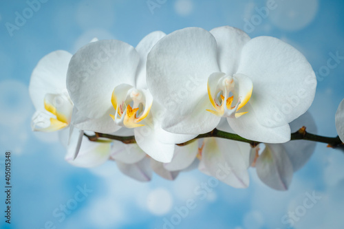 Fototapeta Naklejka Na Ścianę i Meble -  White phalaenopsis orchid on a blue background. Flowers close up