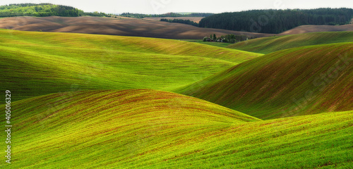 Rolling hills of green wheat fields. Amazing fairy minimalistic landscape with waves hills © sergnester