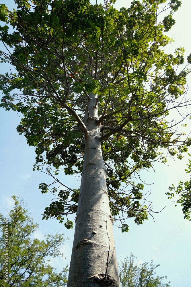 Fototapeta premium trees in the park