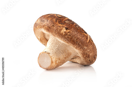 Shitake mushroom isolated on white background.
