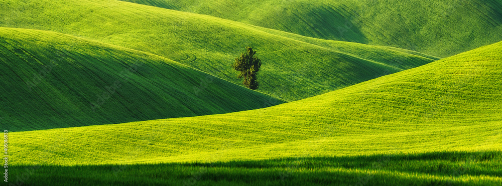 Fototapeta premium Rolling hills of green wheat fields. Amazing fairy minimalistic landscape with waves hills