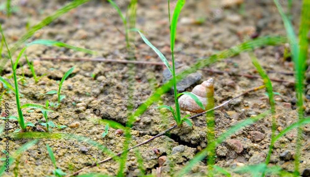 little shell on the glass