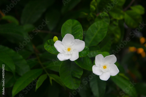 This shrub called pinwheel jasmine has white flowers and 5 petals
