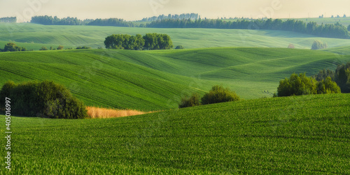 Rolling hills of green wheat fields. Amazing fairy minimalistic landscape with waves hills