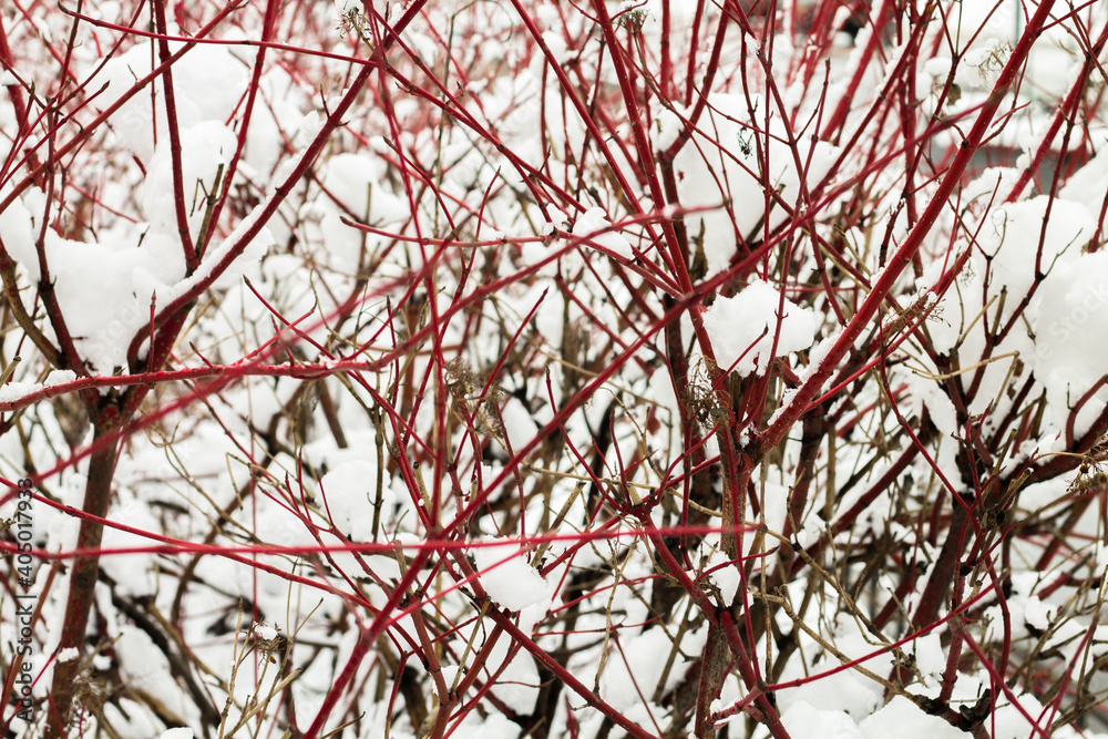 Red bush branches in white snow. Unusual tree Cornus alba Red bush branches in white snow. Unusual tree Cornus alba