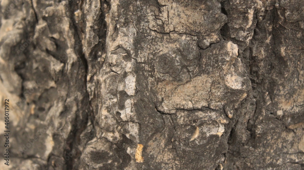 texture skin tree trunk wood texture skin tree trunk wood
