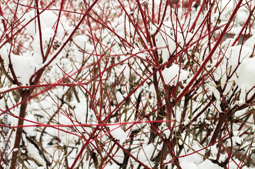 Red bush branches in white snow. Unusual tree Cornus alba