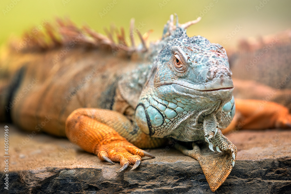 A green iguana. It is a genus of herbivorous lizards that are native to tropical areas of Mexico, Central America, South America, and the Caribbean. The word iguana is derived from the original Taino. A green iguana. It is a genus of herbivorous lizards that are native to tropical areas of Mexico, Central America, South America, and the Caribbean. The word iguana is derived from the original Taino.