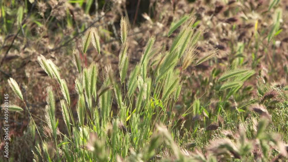 Fresh green foxtail grass softly moved by the wind. Static shot Fresh green foxtail grass softly moved by the wind. Static shot