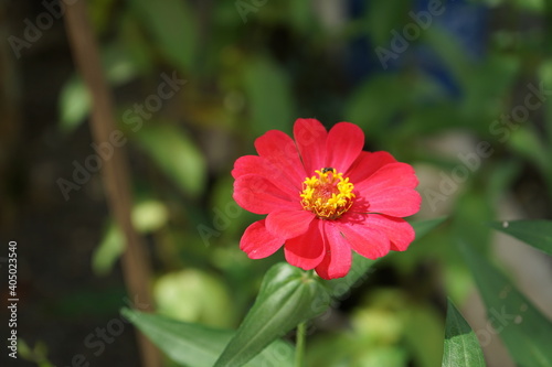 red dahlia flower © Sie Giet
