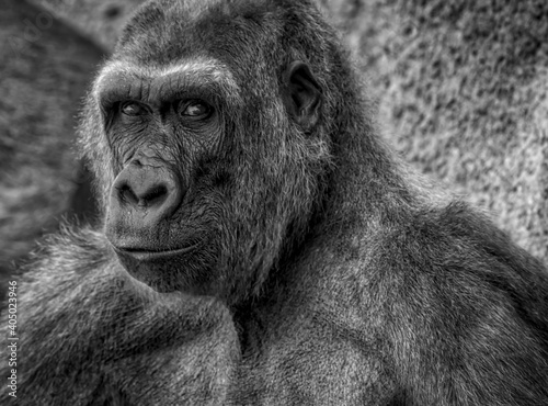 Gorilla in grayscale