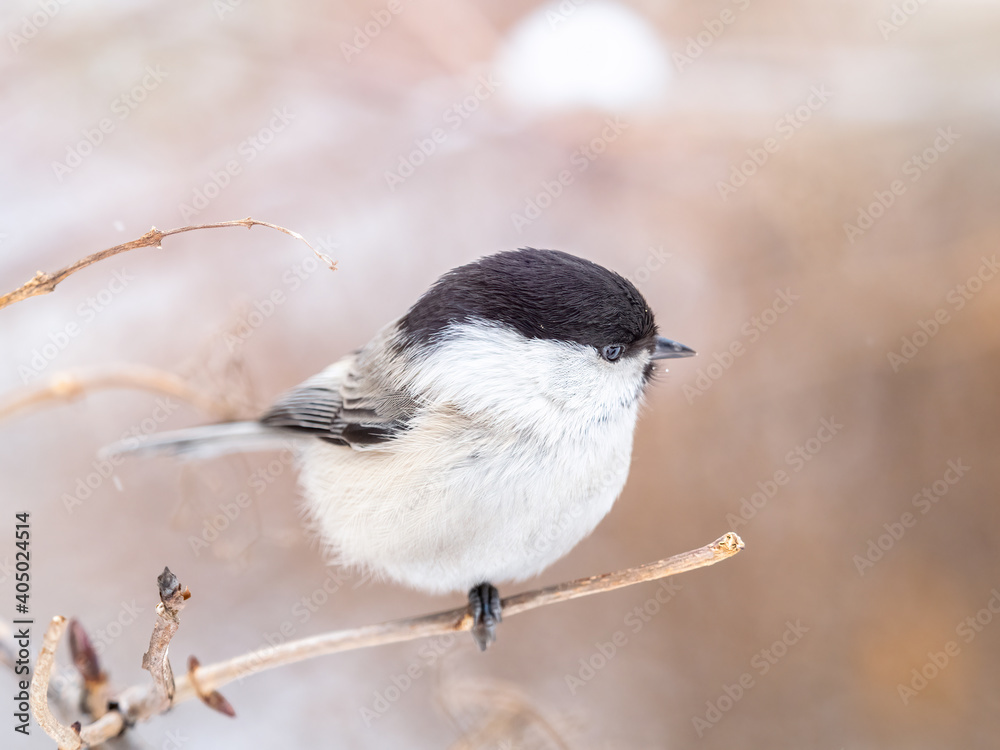 Fototapeta premium Cute bird the willow tit, song bird sitting on a branch without leaves in the winter.