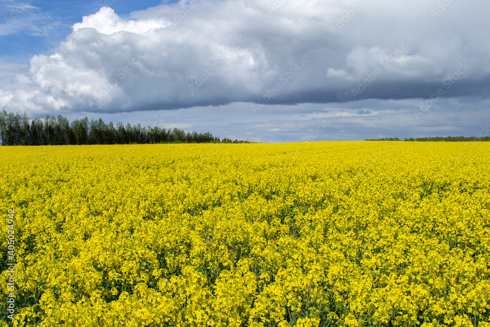 Large yellow field of flowering canola. Bright rapeseed flowers field.