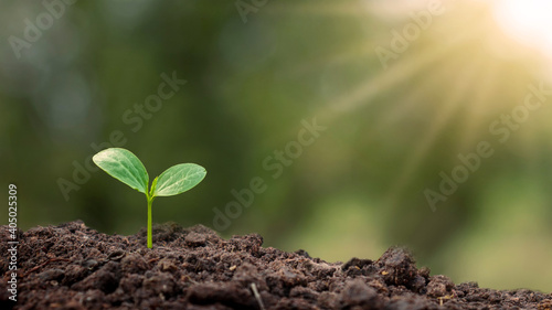 Trees with green leaves growing on the ground in blurred green nature background, reforestation and environmental protection concept.