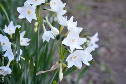 白いスイセンの花～春を告げる