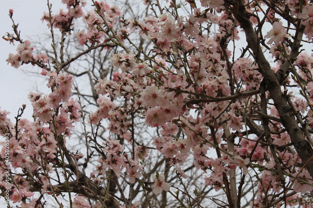 spring bloom