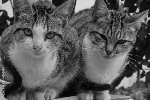 black and white cats