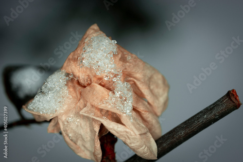 Dried flowers covered in snow. Macrophotography of nature