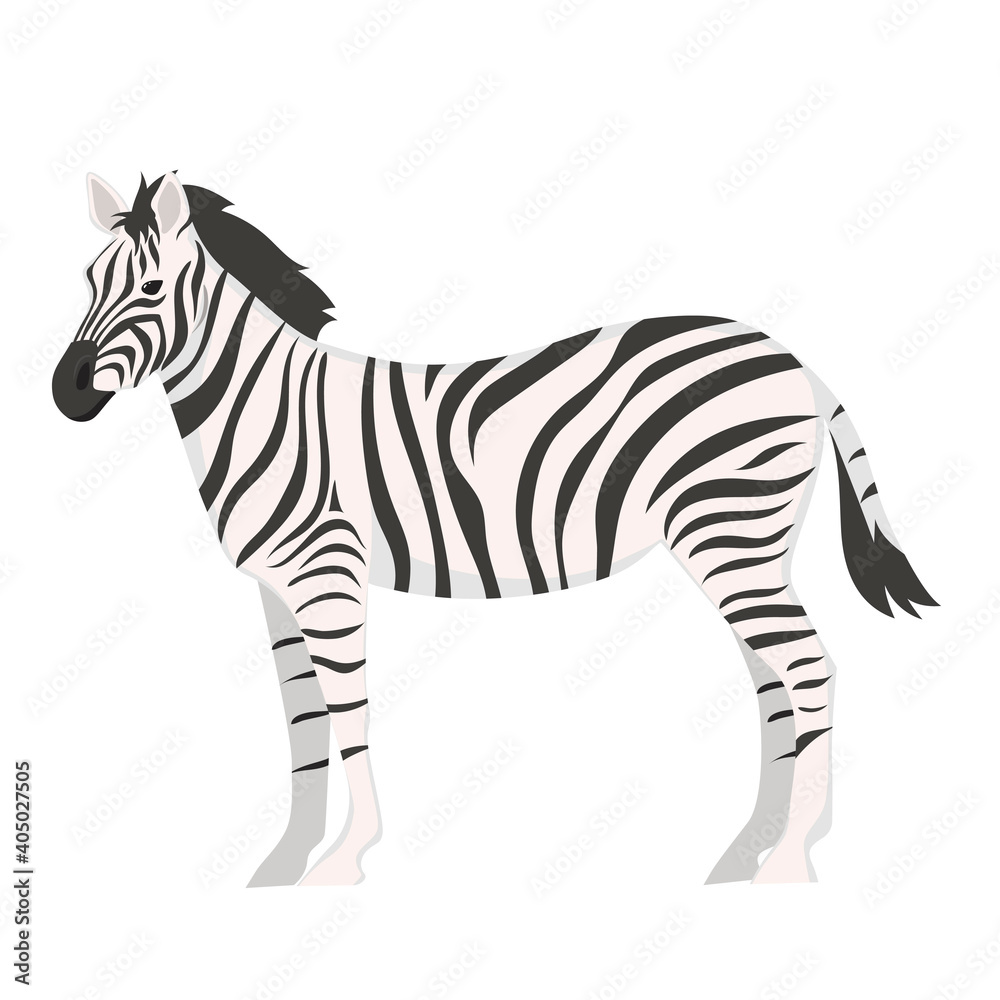 Obraz premium Zebra isolated on white background. Vector graphics.