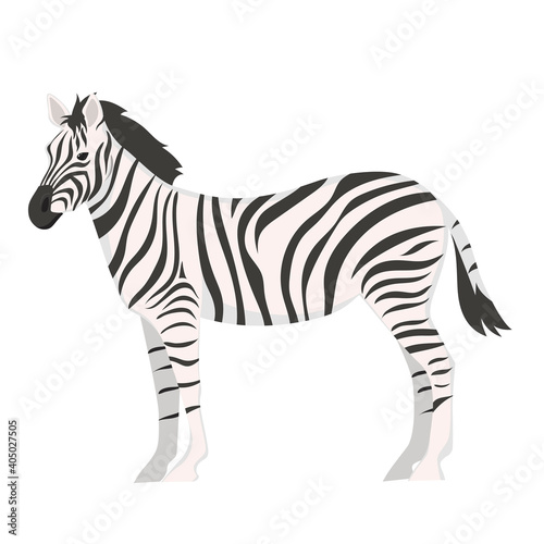 Zebra isolated on white background. Vector graphics.