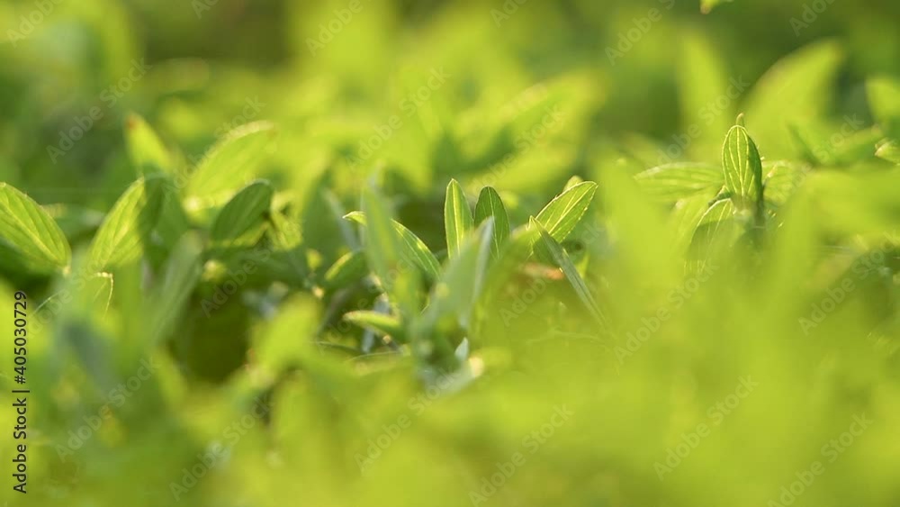 The nature view of green leaf on blurred greenery background in garden with sunbeam in spring. The nature view of green leaf on blurred greenery background in garden with sunbeam in spring.