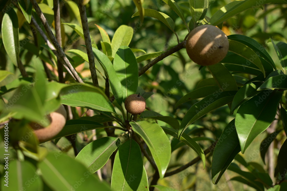 Chikoo fruit hanging during the daylight Chikoo fruit hanging during the daylight