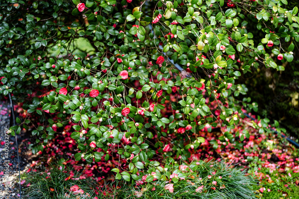 Lush bush of pink camellia with fallen petals and green leaves on the grass.