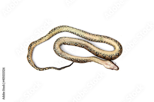 Corpse of dead baby reticulated python snake tip over isolated on white background.