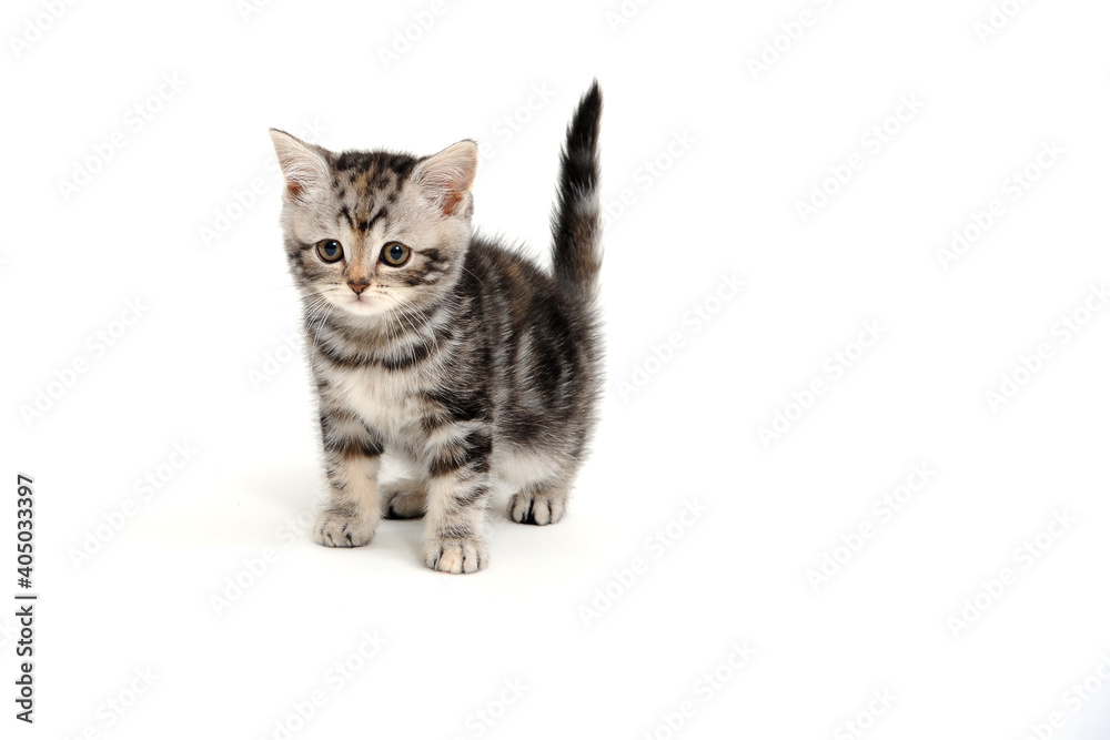 Purebred kitten on a white background