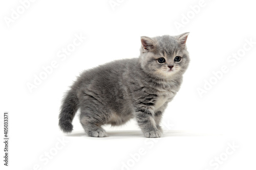 Purebred kitten on a white background