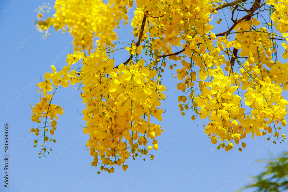 Yellow blossom of Cassia fistula (Yellow tree in Israel). Tree of yellow rain