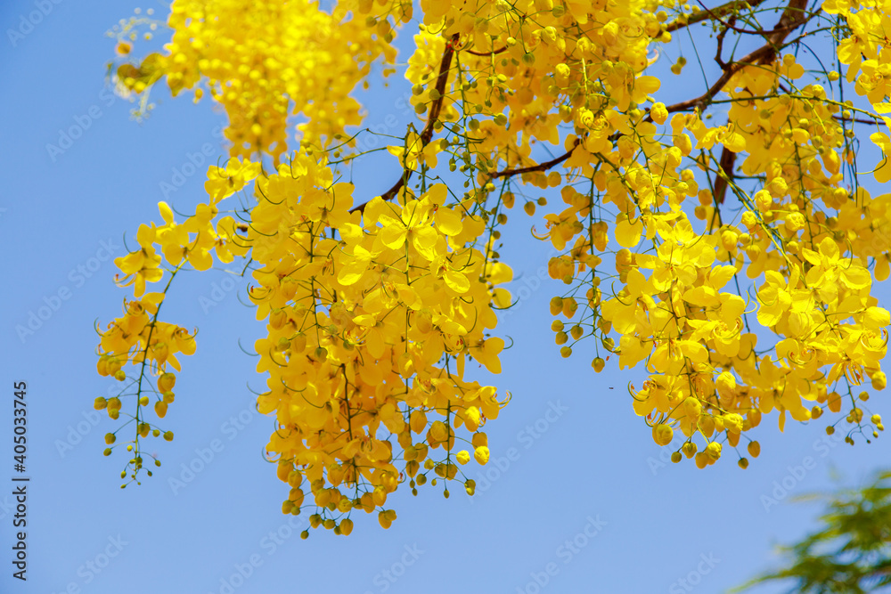 Yellow blossom of Cassia fistula (Yellow tree in Israel). Tree of yellow rain Yellow blossom of Cassia fistula (Yellow tree in Israel). Tree of yellow rain
