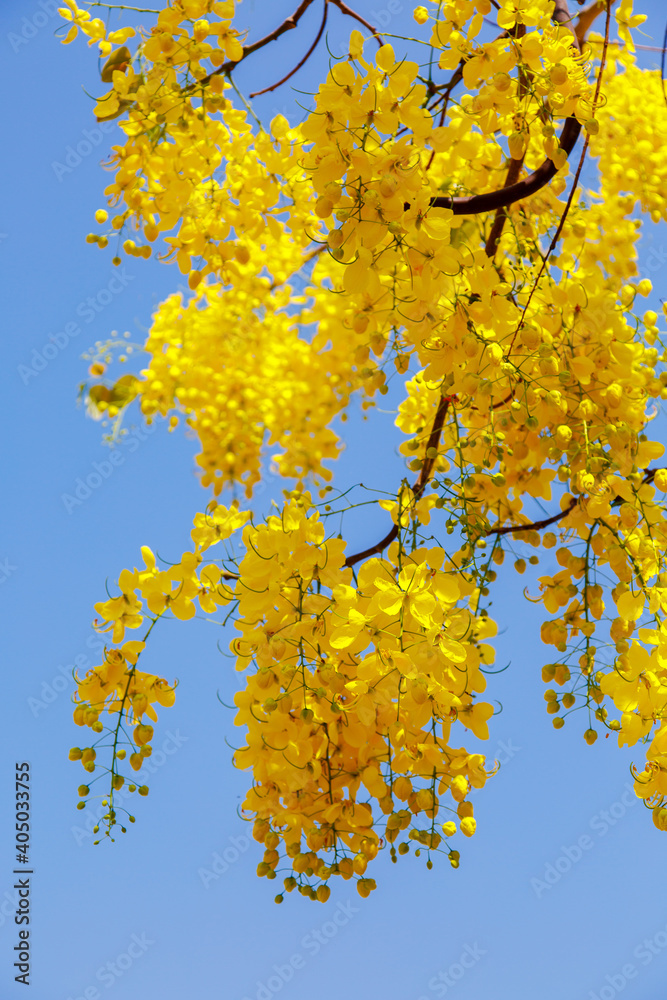 Yellow blossom of Cassia fistula (Yellow tree in Israel). Tree of yellow rain