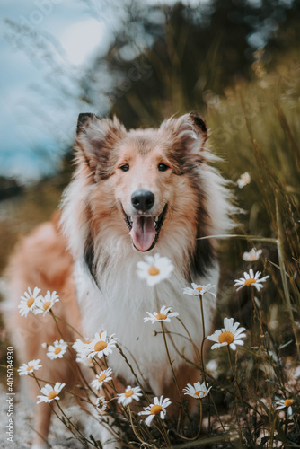 Adult shetland sheepdog surrounded by daisy flowers photo