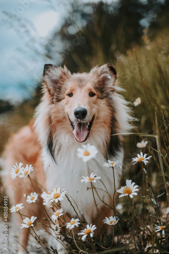 Adult shetland sheepdog surrounded by daisy flowers