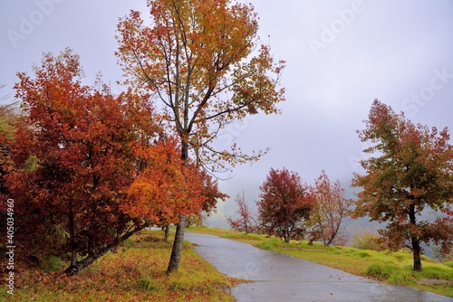 Formosan Sweet Gum   Fragrant Maple   Beautiful Sweetgum Liquidambar formosana Hance 