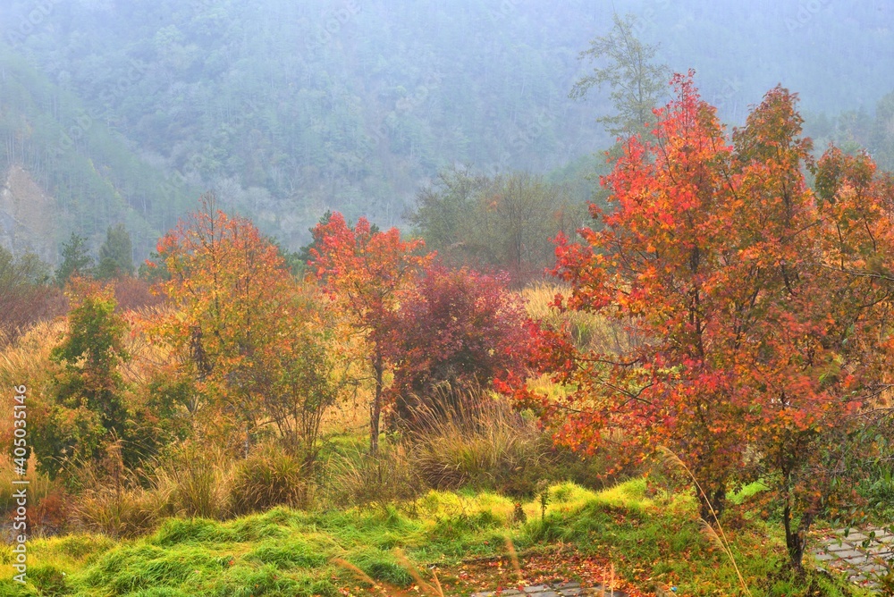 Formosan Sweet Gum、Fragrant Maple、Beautiful Sweetgum(Liquidambar formosana Hance) Formosan Sweet Gum、Fragrant Maple、Beautiful Sweetgum(Liquidambar formosana Hance)