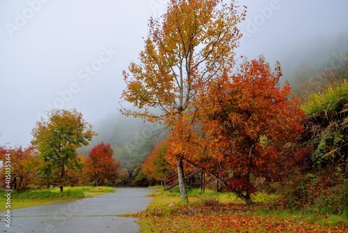 Formosan Sweet Gum、Fragrant Maple、Beautiful Sweetgum(Liquidambar formosana Hance)
